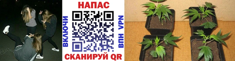 наркота  Владикавказ  блэк спрут   Бошки марихуана планчик 